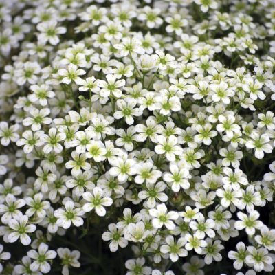 Saxifraga x petraschii White Star