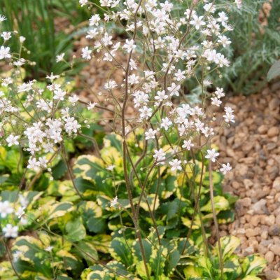 Saxifraga x urbium Variegata, Porslinsbräcka, P9cm