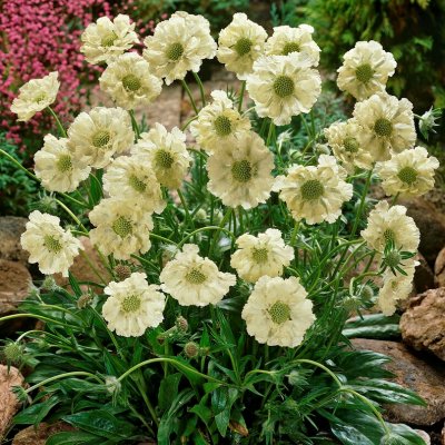 Scabiosa caucasica Perfecta Alba, Höstvädd
