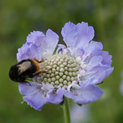 Scabiosa caucasica Perfecta, Höstvädd