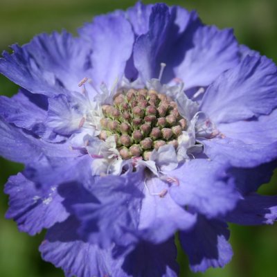 Scabiosa caucasica Perfecta, Höstvädd