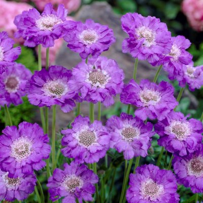 Scabiosa caucasica Stäfa, Höstvädd