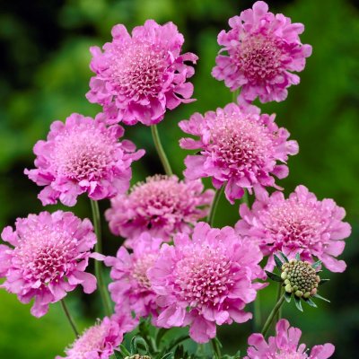 Scabiosa columbaria Pink Mist, Fältvädd, P9cm