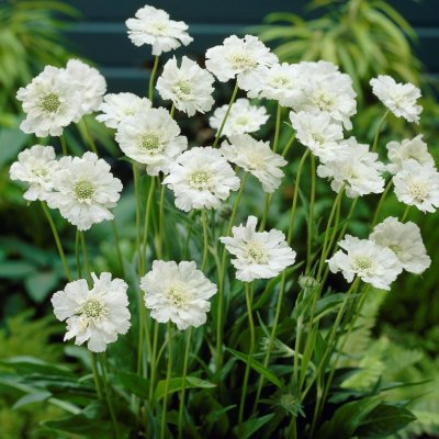 Scabiosa caucasica Fama White, Höstvädd