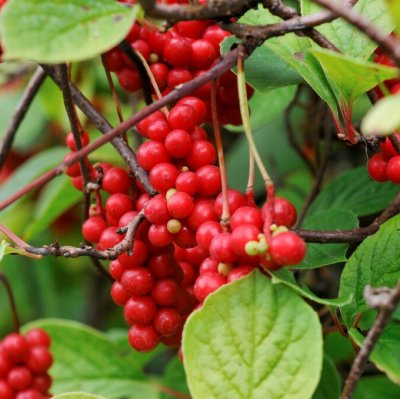 Schisandra chinensis, Fjärilsranka, C2