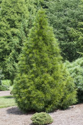 Sciadopitys verticillata, Solfjäderstall, 30-40 C3