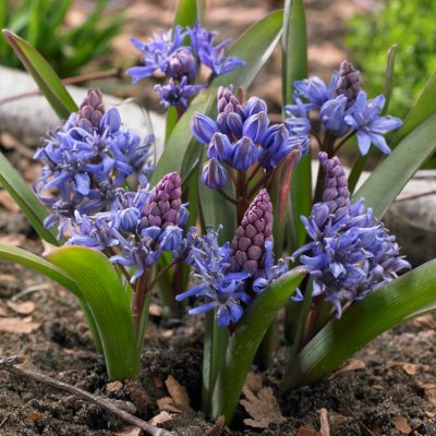 Blåstjärna Scilla bifolia 10st