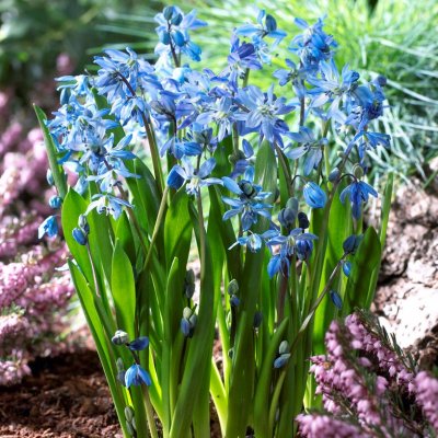 Rysk Blåstjärna Scilla siberica 30st
