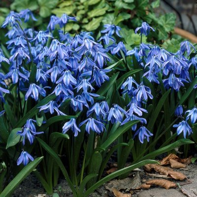 Rysk Blåstjärna Scilla siberica Spring Beauty 7st