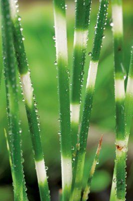 Scirpus tabernaemontani f. Zebrinus, Sebrasäv, P9cm