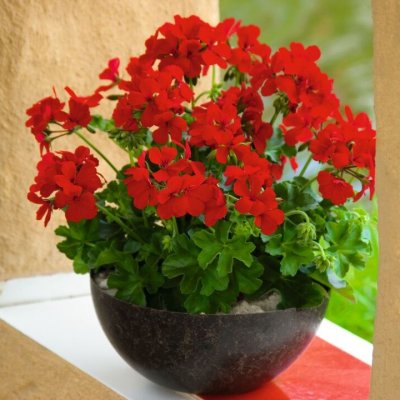 Pelargon Caliente Deep Red, kruka