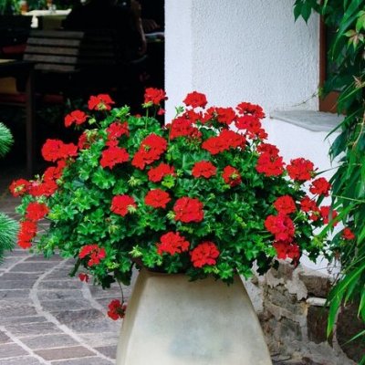 Pelargon Caliente Deep Red, kruka