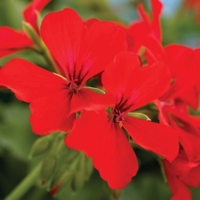 Pelargon Caliente Deep Red, kruka