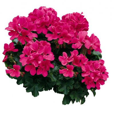 Pelargon Caliente Rose, kruka