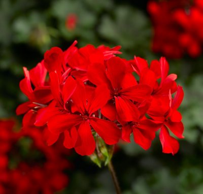Hängpelargon Calliope ® Cascade Red, kruka