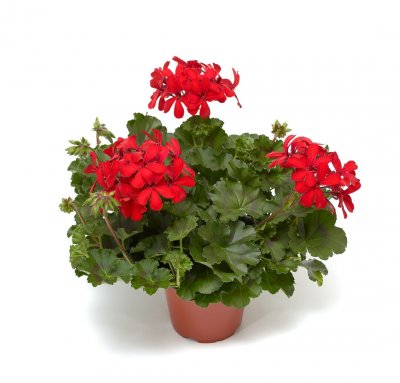Hängpelargon Calliope ® Cascade Red, kruka