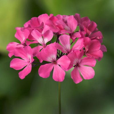 Pelargon Caliente Pink, stickling 3-pack