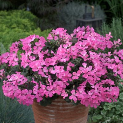 Pelargon Caliente Pink, stickling 3-pack