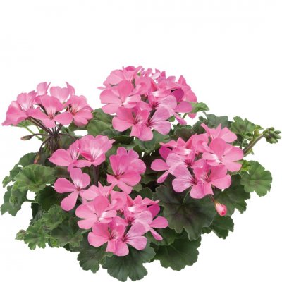 Pelargon Caliente Pink, stickling 3-pack