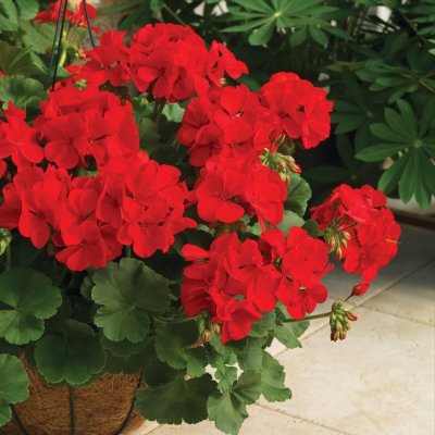Pelargon Calliope ® Dark Red, kruka