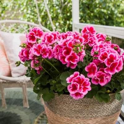 Pelargon Calliope ® Rose Splash, kruka
