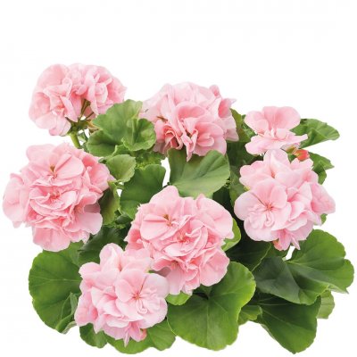 Pelargon Calliope ® Soft Coral, stickling 3-pack