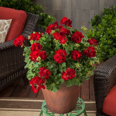 Pelargon Calliope ® Dark Red, stickling 3-pack