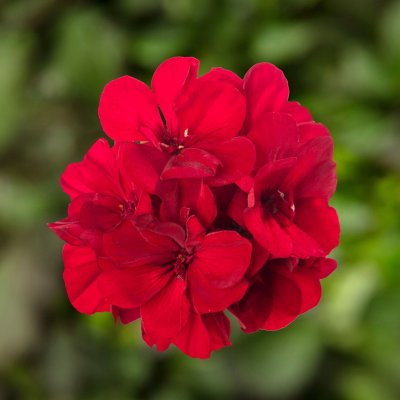 Pelargon Calliope ® Dark Red, kruka
