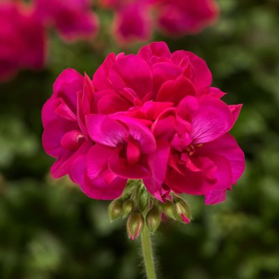 Pelargon Calliope ® Deep Rose, kruka