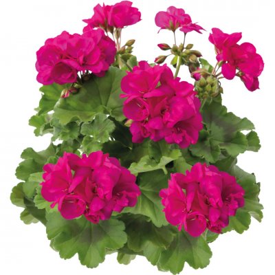 Pelargon Calliope ® Deep Rose, stickling 3-pack