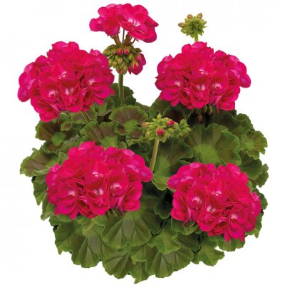Pelargon Calliope ® Hot Pink, stickling 3-pack