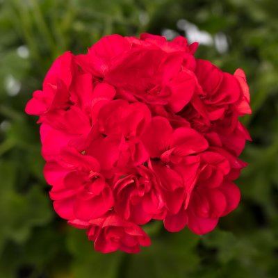 Pelargon Calliope ® Hot Pink, kruka