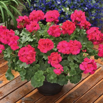 Pelargon Calliope ® Hot Rose, stickling