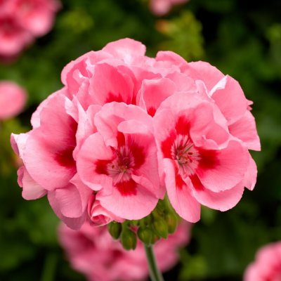 Pelargon Calliope ® Pink Splash, stickling 3-pack
