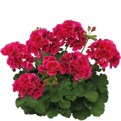 Pelargon Calliope ® Red Splash, kruka