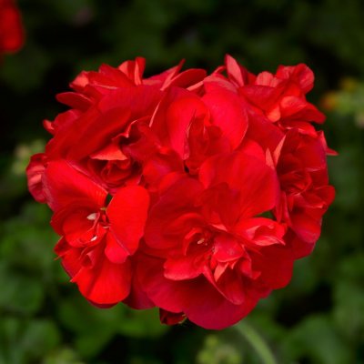 Pelargon Calliope ® Scarlet Red, stickling 3-pack