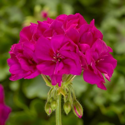 Pelargon Calliope ® Violet, kruka