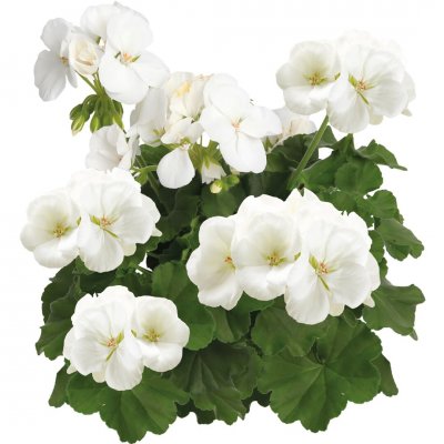 Pelargon Calliope ® White, stickling 3-pack