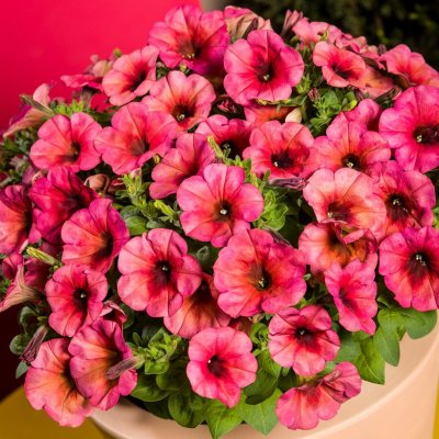 Petunia, Stickling, Fun House™ Mango Punch 3-pack