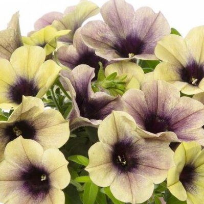 Petunia, Stickling, Fun House™ Total Eclipse 3-pack