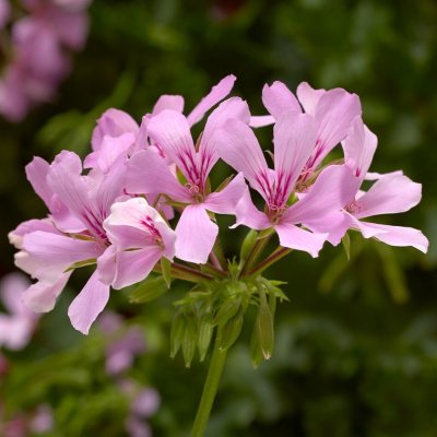 Hängpelargon Super Cascade ® Appleblossom, kruka