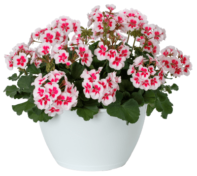Pelargonium x hortorum Tango ® White Splash