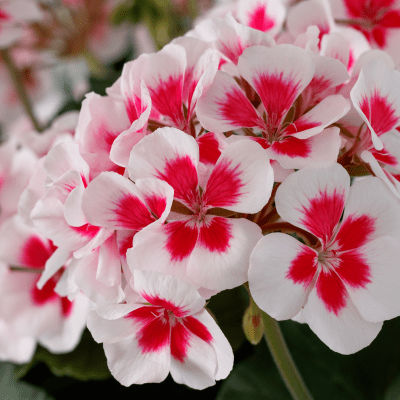 Pelargonium x hortorum Tango ® White Splash