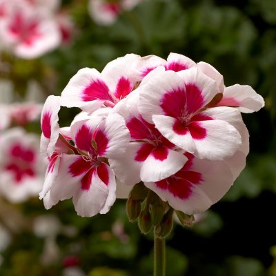 Pelargonium x hortorum Tango ® White Splash