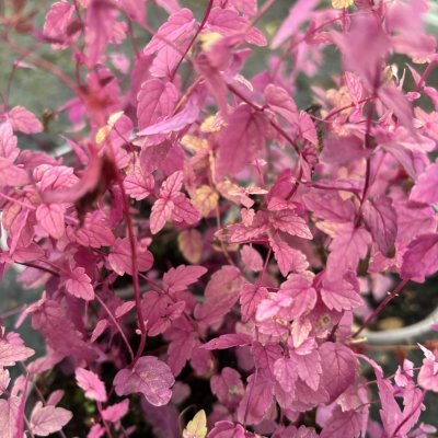 Scutellaria scordiifolia