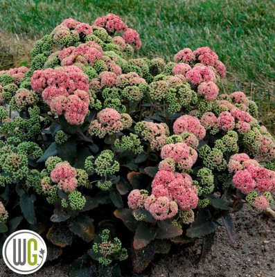 Hylotelephium hybr. Coraljade, Kärleksört, C3