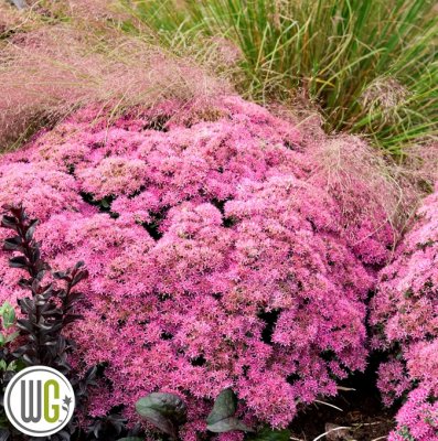 Hylotelephium hybr. Powderpuff ®, Kärleksört, C3