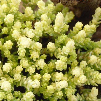 Sedum acre Elegans, Gul Fetknopp