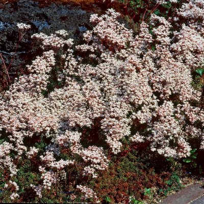 Sedum album Coral Carpet, Vit Fetknopp