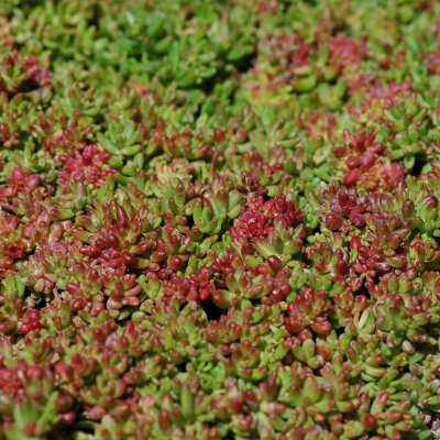 Sedum album Coral Carpet, Vit Fetknopp, P9cm
